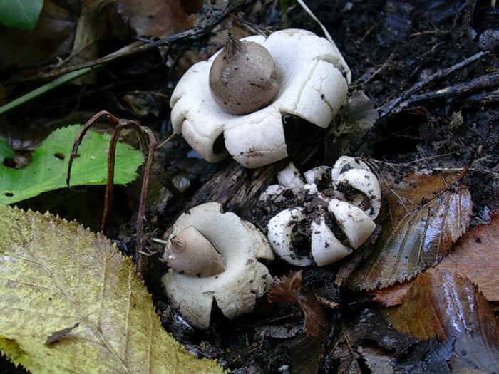 858 Novembre vecchio ritrovamento